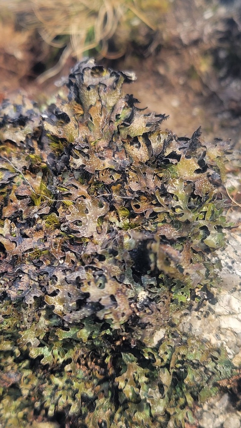 Shield Lichen photo 7