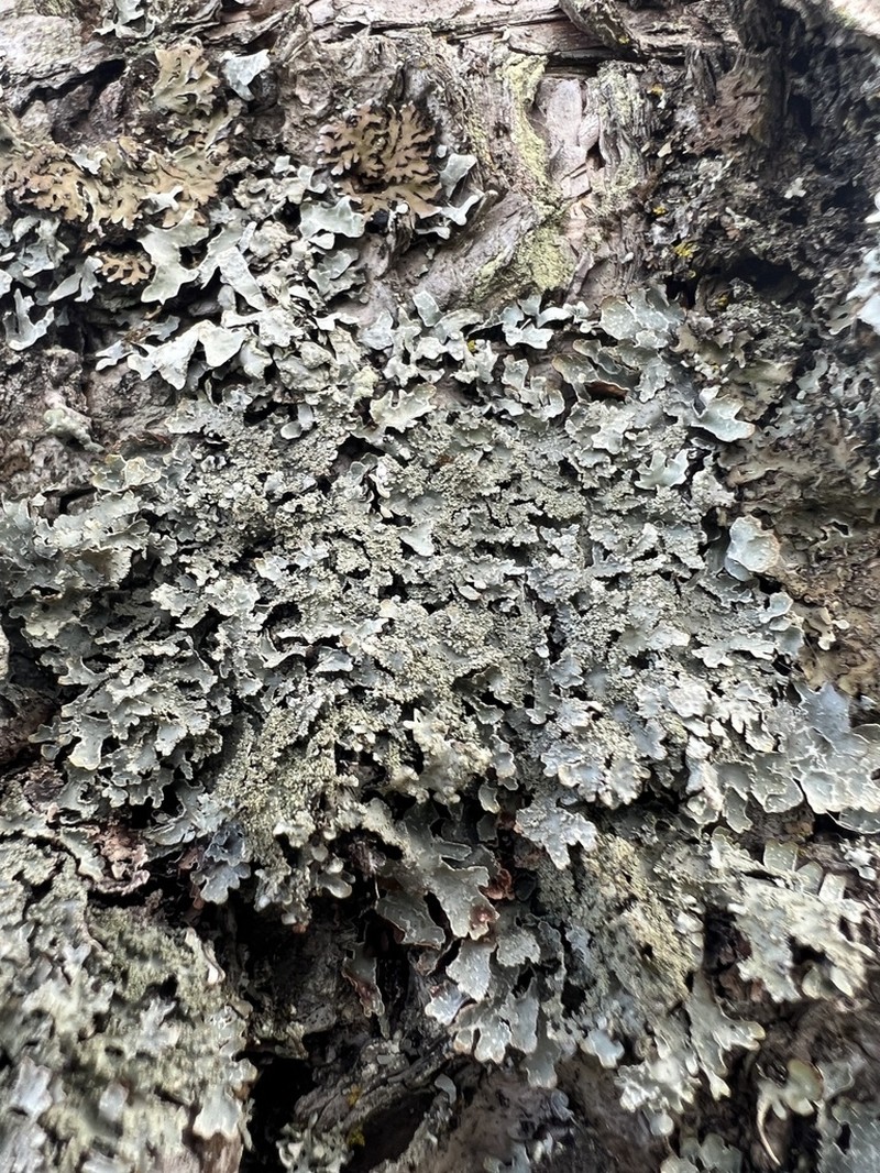 Parmelia pseudosulcata