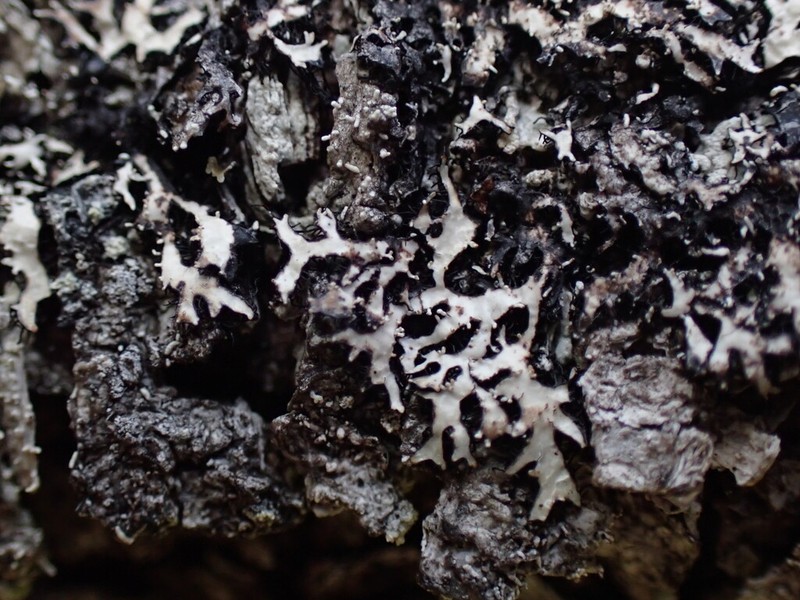 Parmelia pseudosulcata photo 2