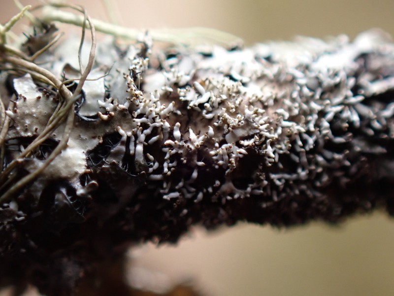 Parmelia pseudosulcata photo 3