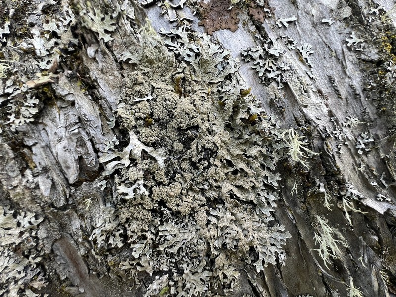 Parmelia pseudosulcata photo 4