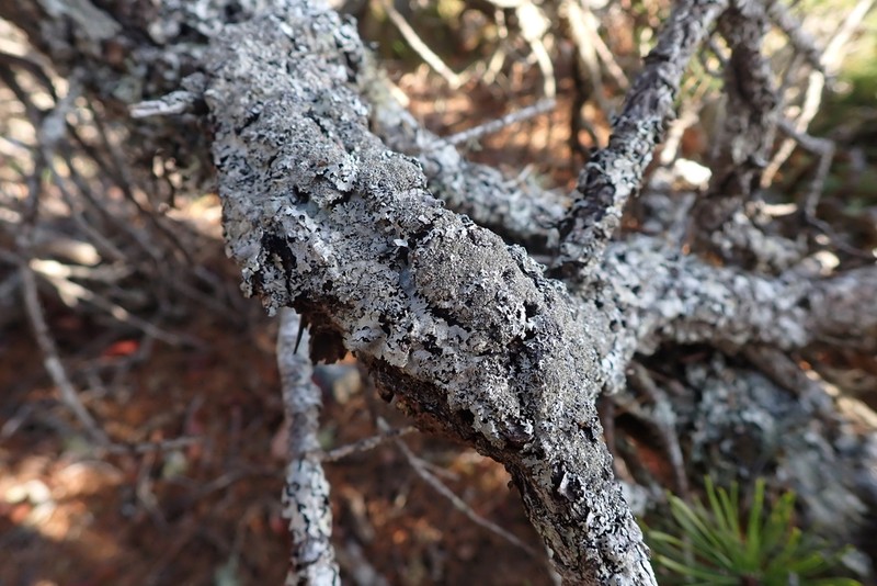 Parmelia pseudosulcata photo 5