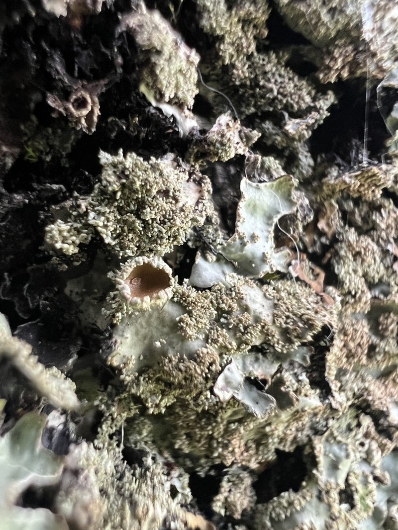 Parmelia pseudosulcata photo 6