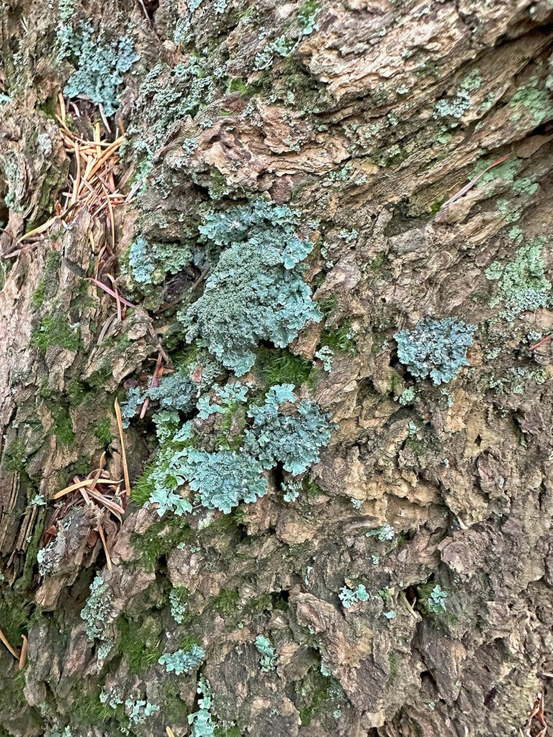 Parmelia pseudosulcata photo 7