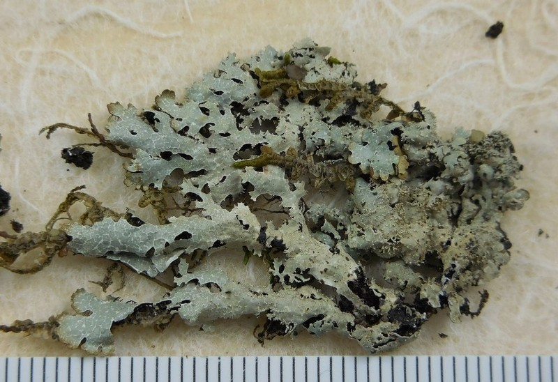 Parmelia pseudosulcata photo 8