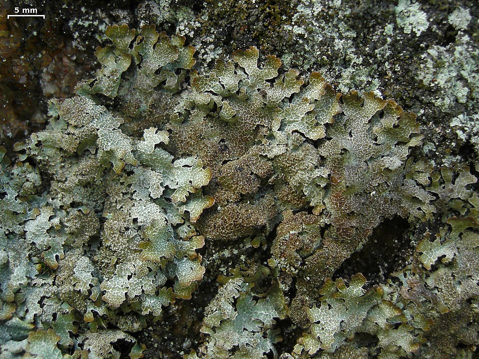 Shield Lichen