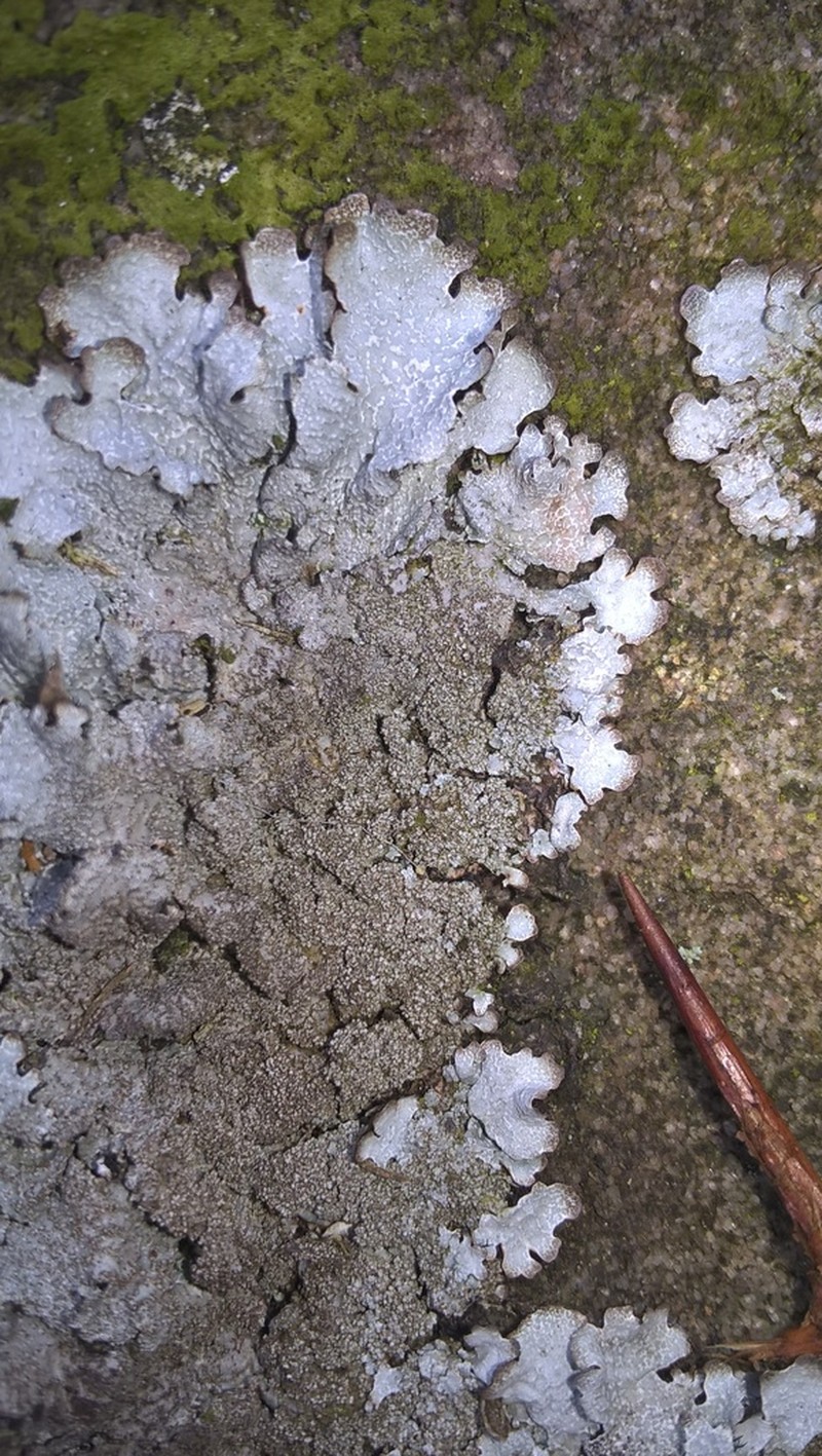Shield Lichen photo 2