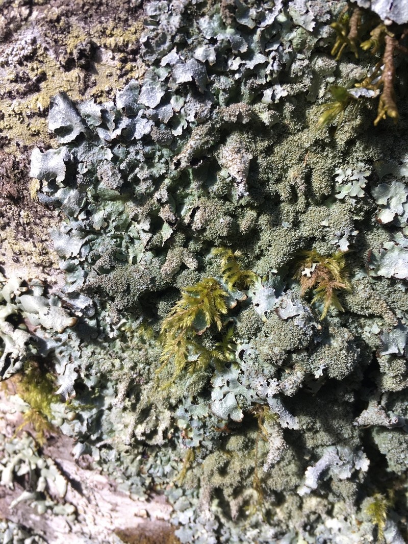 Shield Lichen photo 3