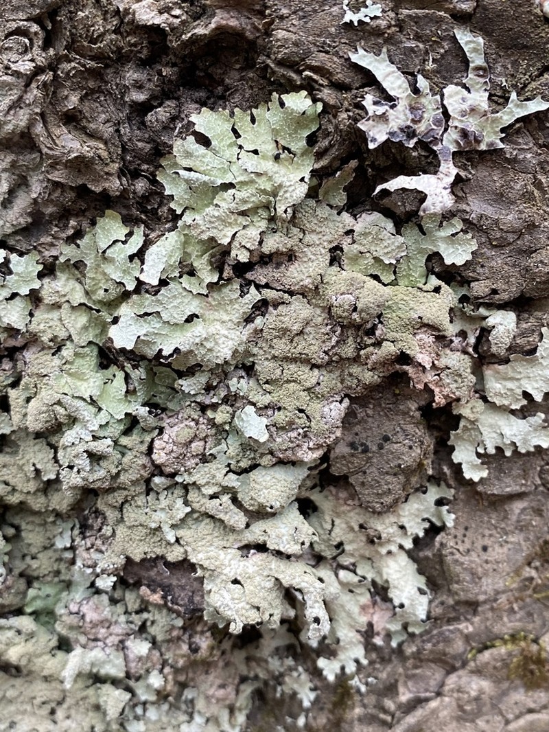 Shield Lichen photo 4