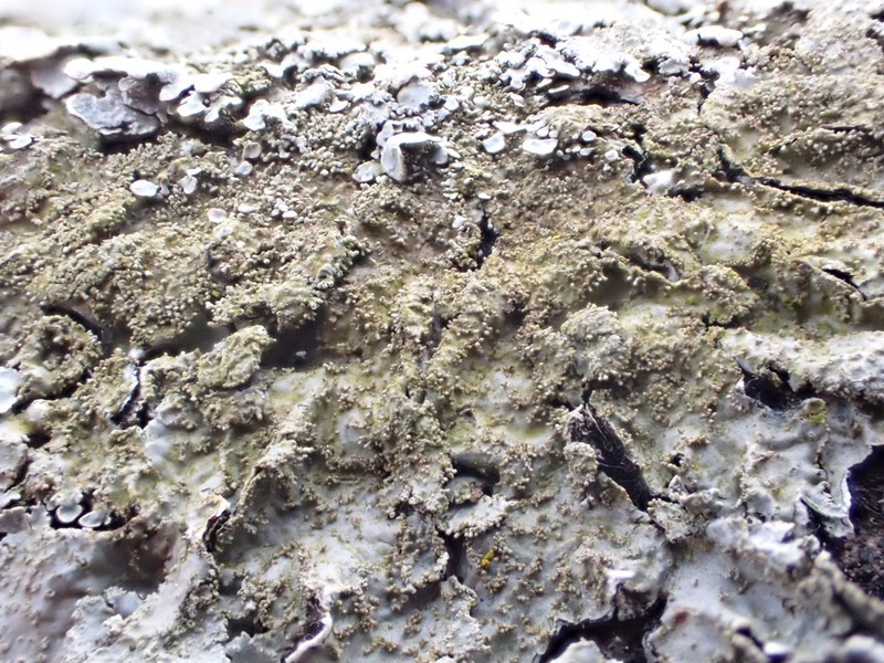 Shield Lichen photo 5