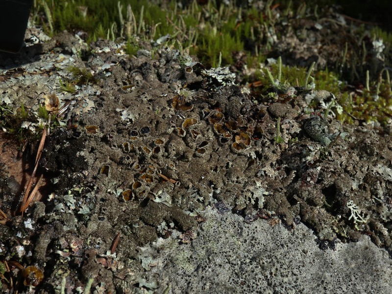 Shield Lichen photo 6