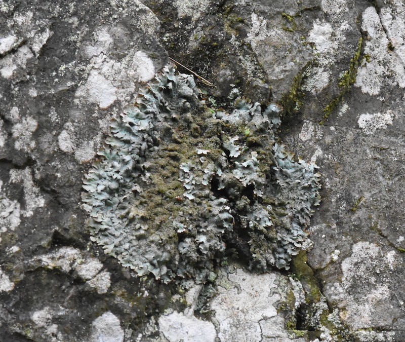 Shield Lichen photo 7