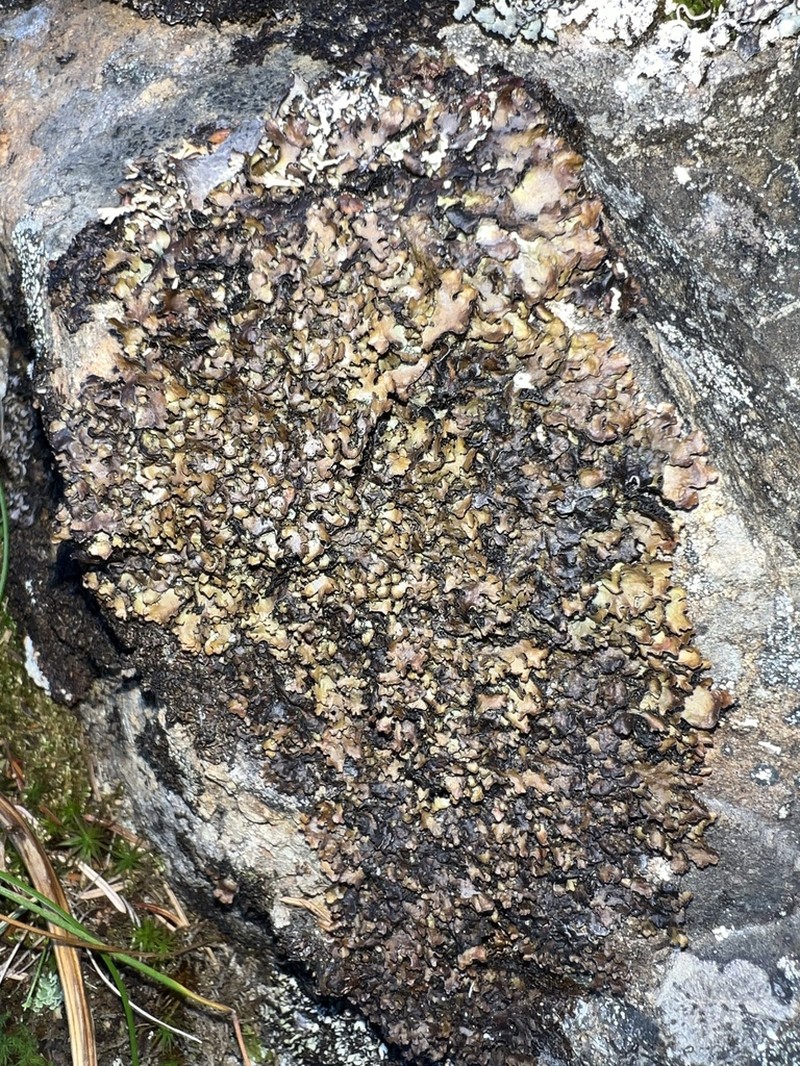 Skult's Shield Lichen photo 2