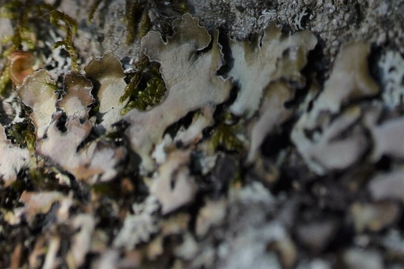 Skult's Shield Lichen photo 3