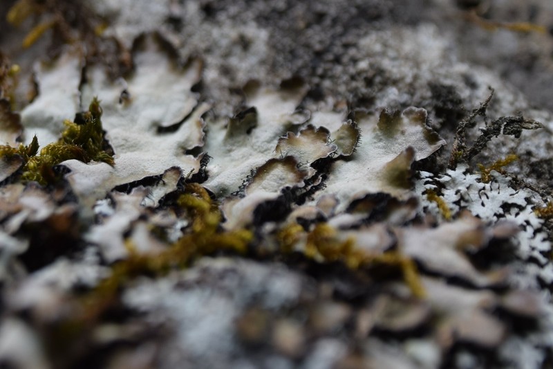 Skult's Shield Lichen photo 6