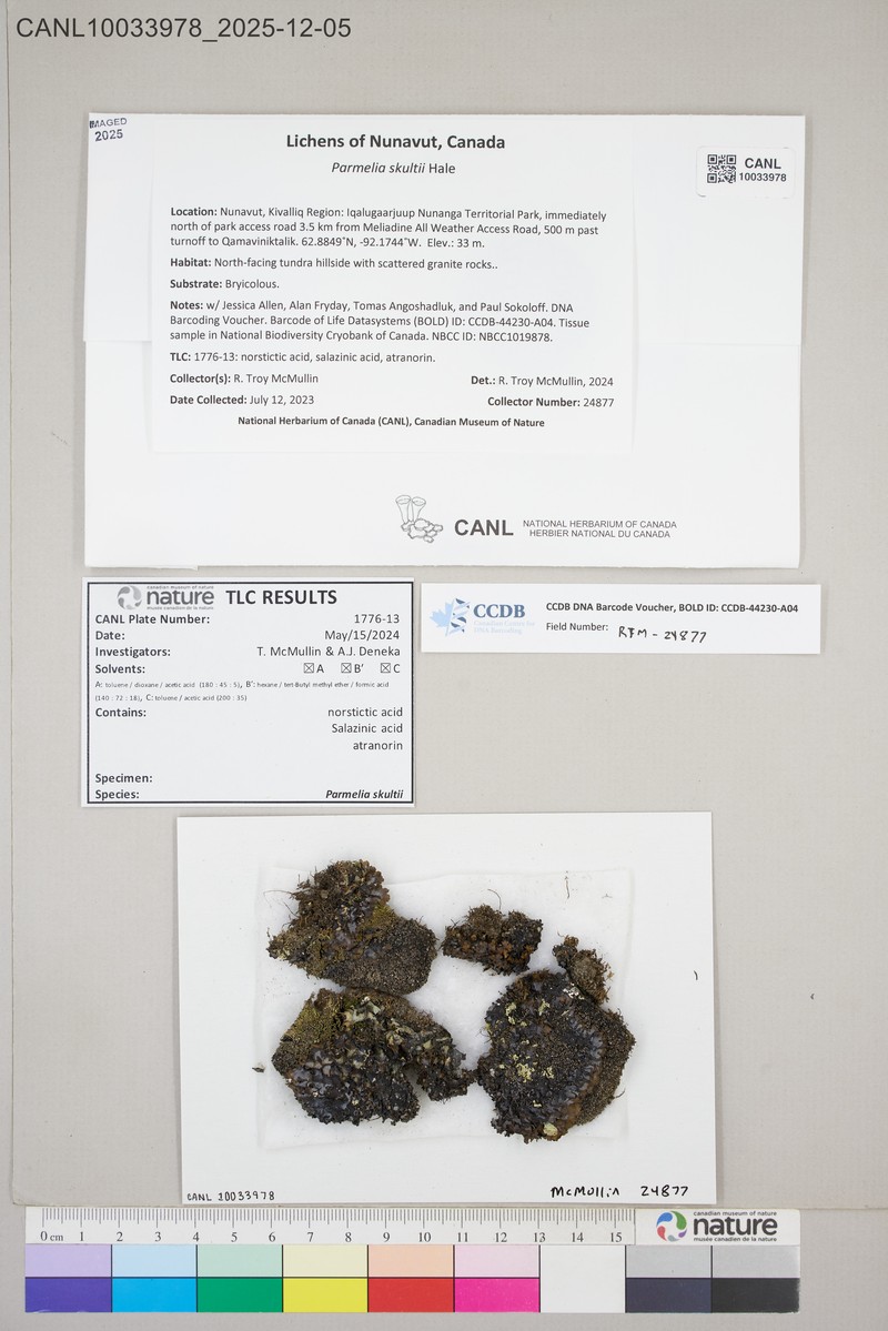 Skult's Shield Lichen photo 7