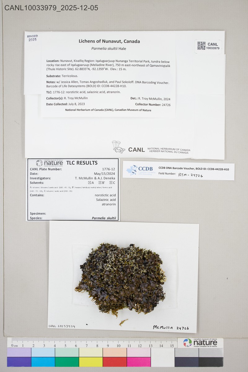 Skult's Shield Lichen photo 8