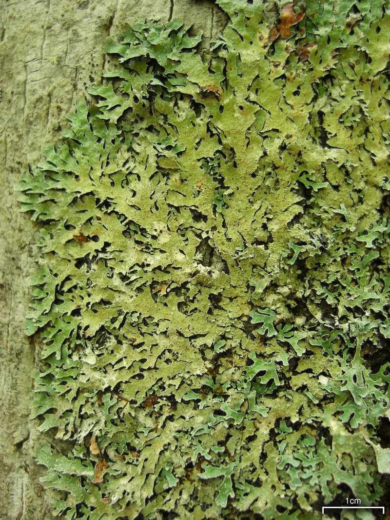 Shield Lichen