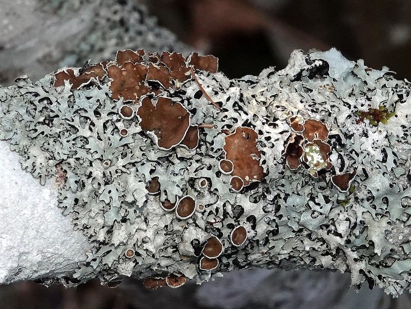 Shield Lichen photo 2