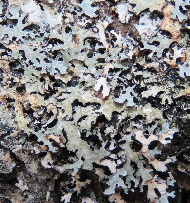 Shield Lichen photo 3