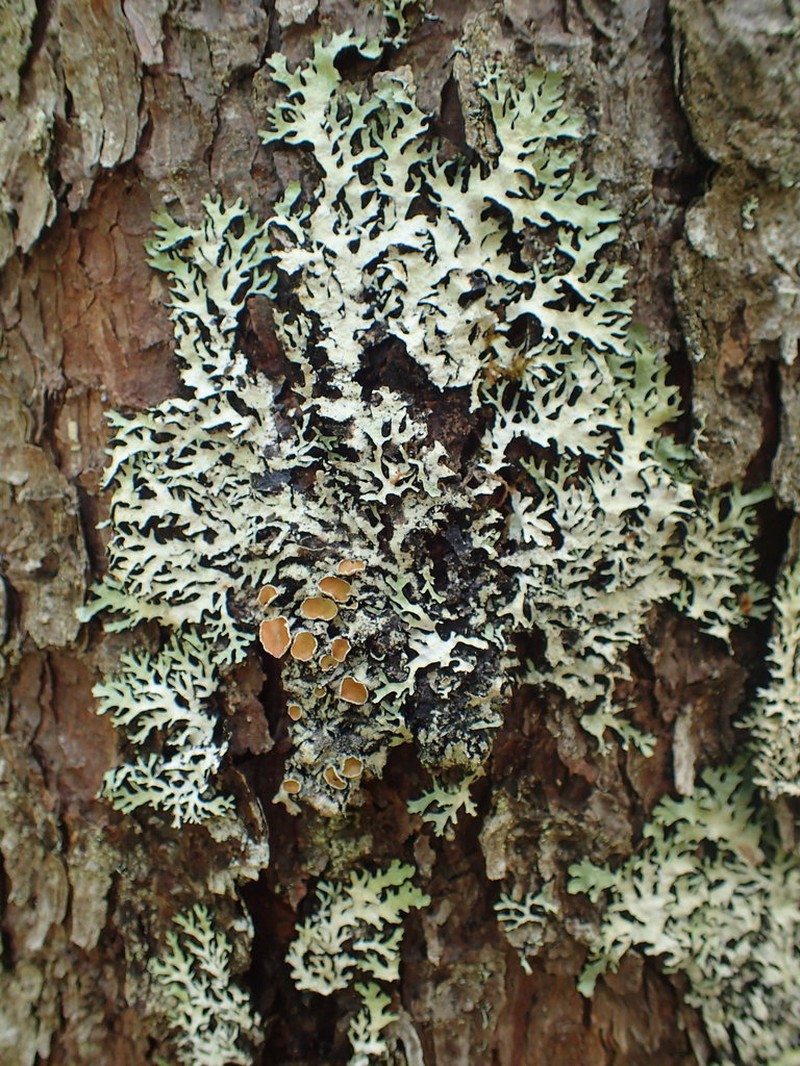 Shield Lichen photo 4