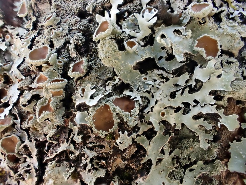 Shield Lichen photo 5