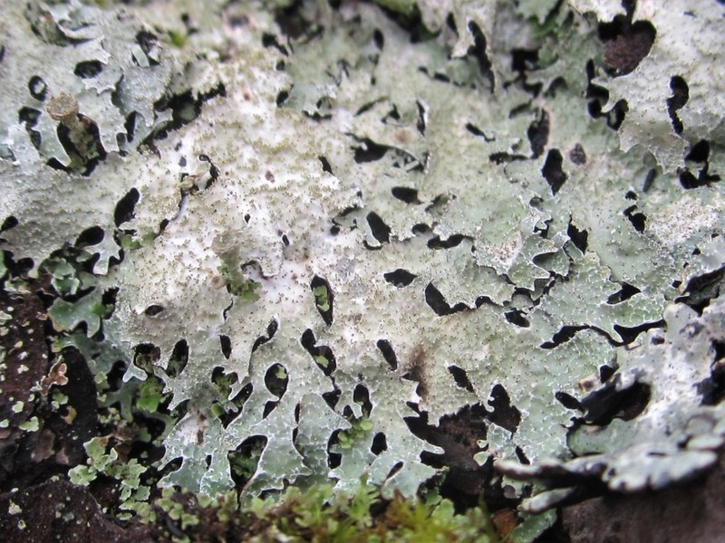 Shield Lichen photo 6