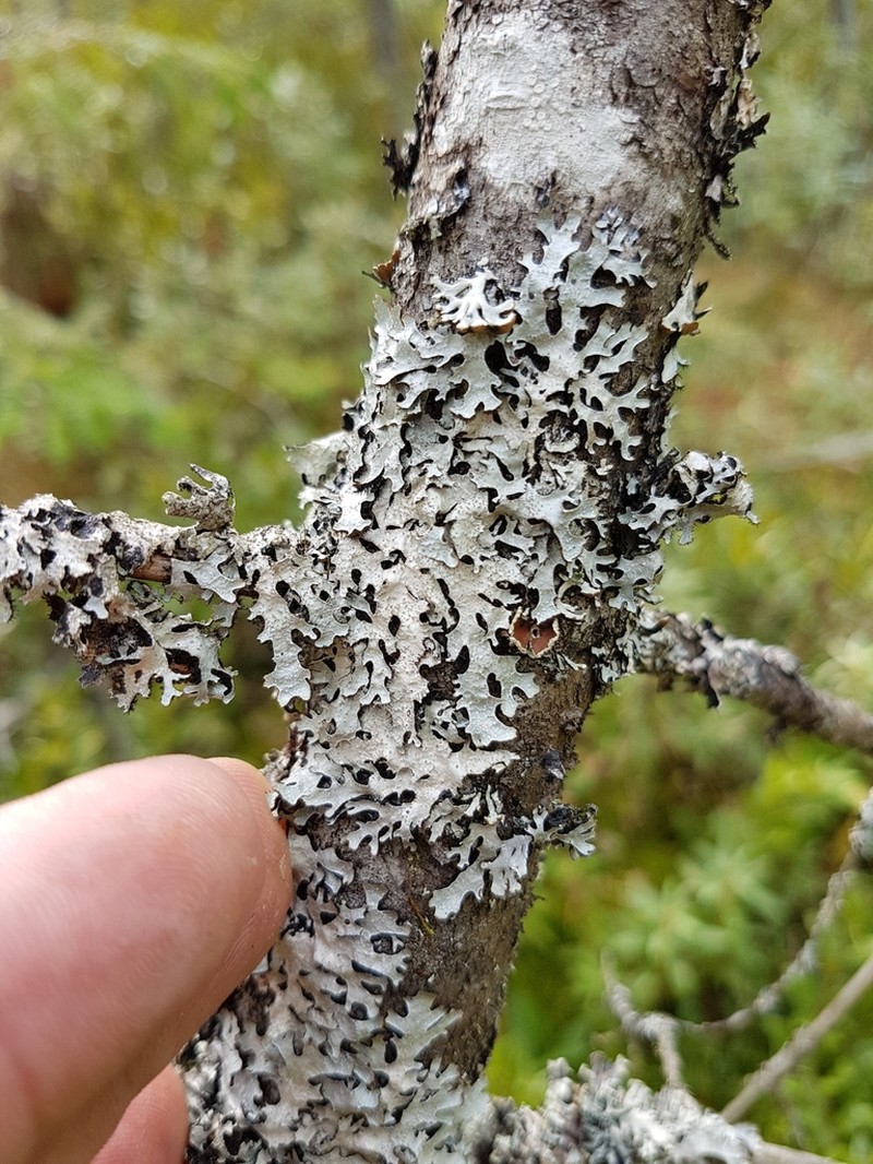 Shield Lichen photo 7