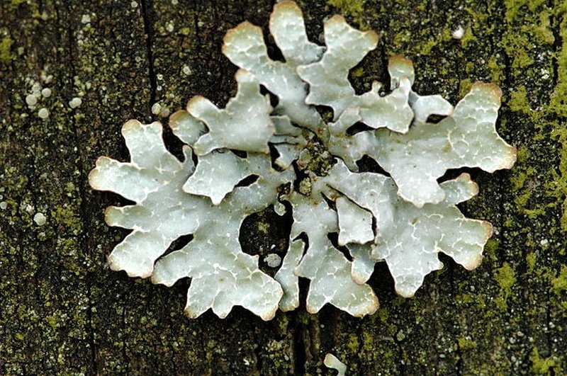 Shield Lichen