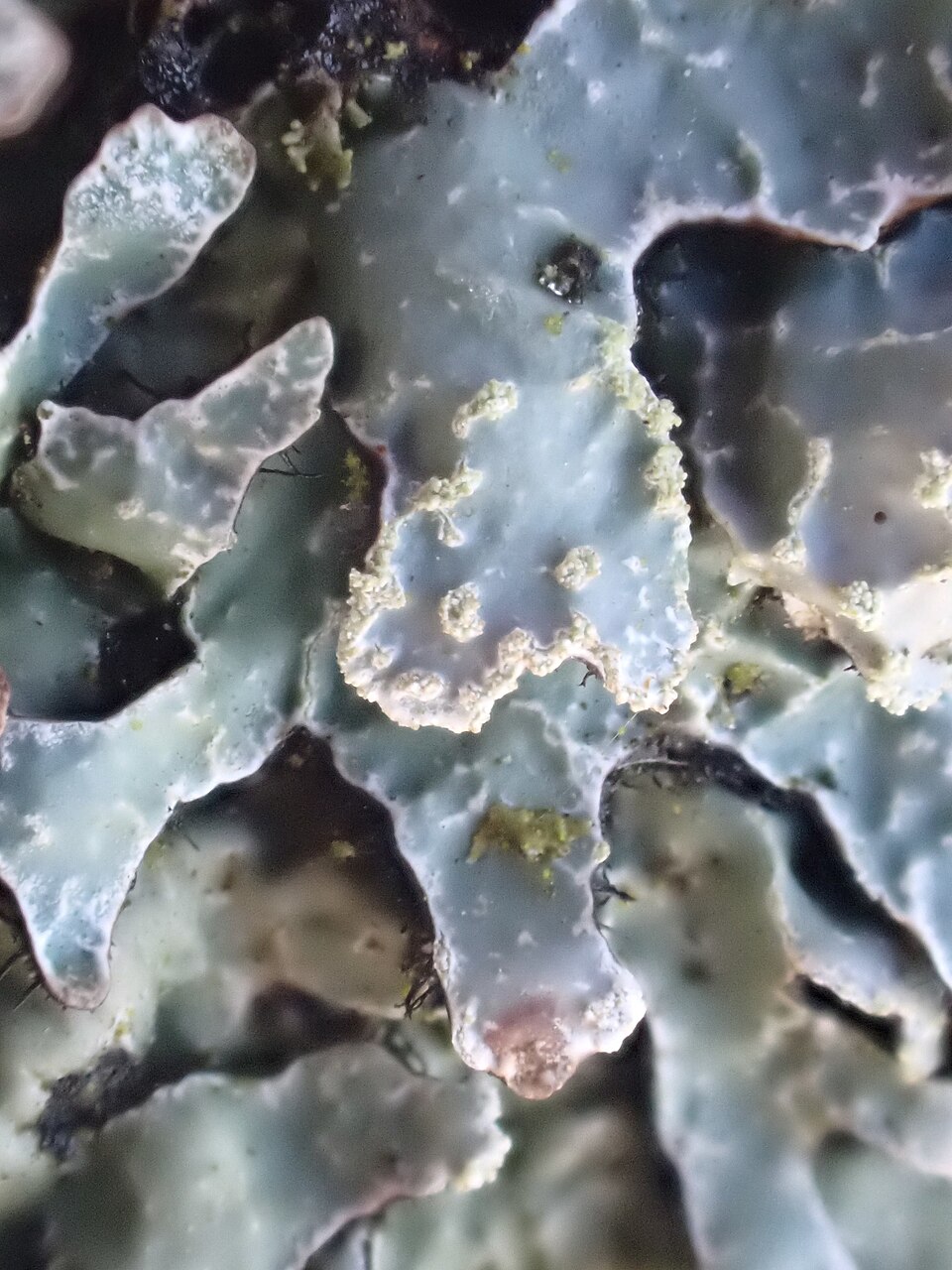 Shield Lichen photo 5
