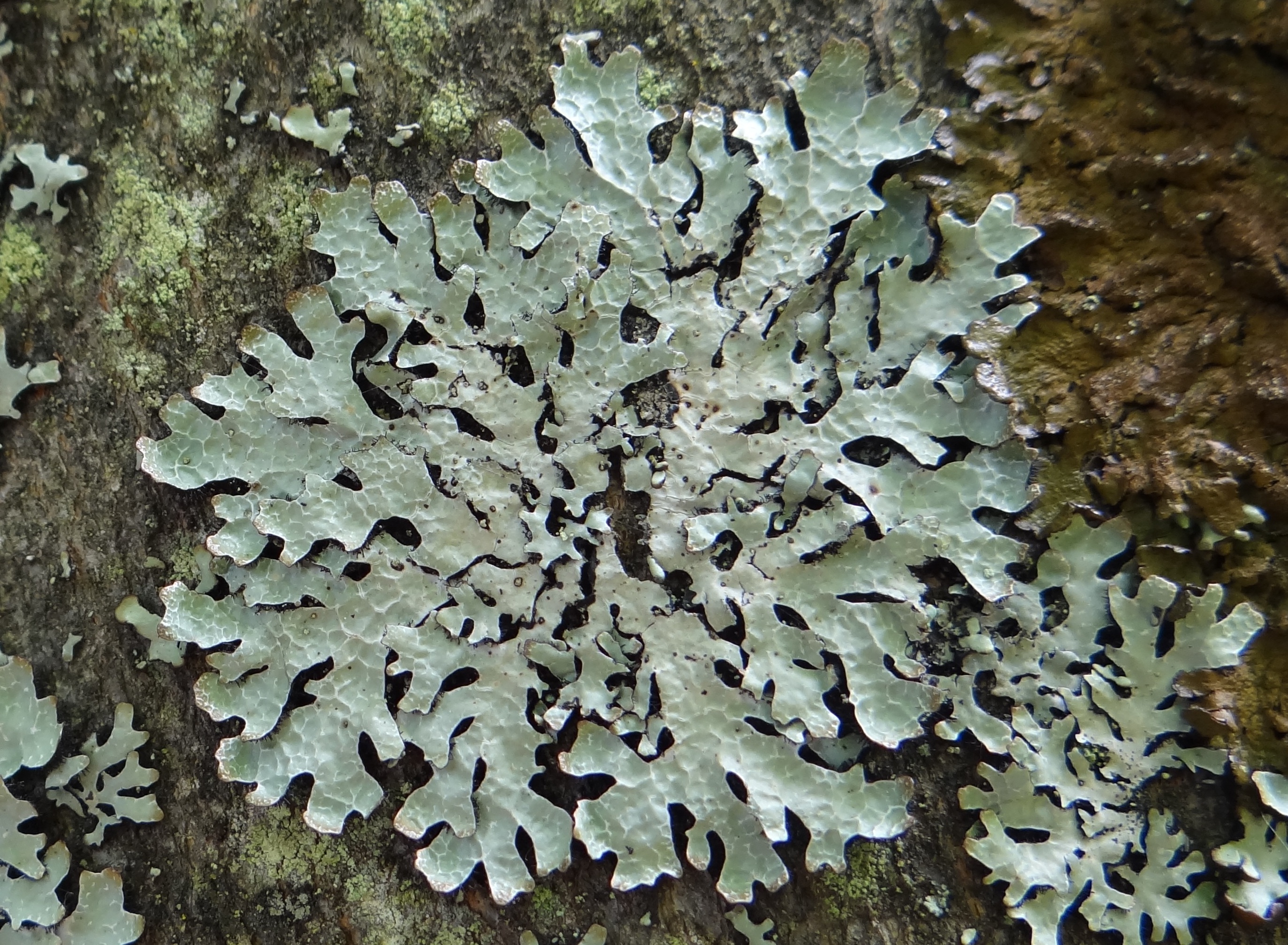 Shield Lichen photo 6