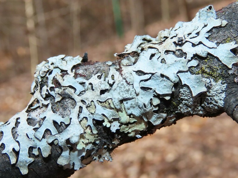 Shield Lichen photo 4
