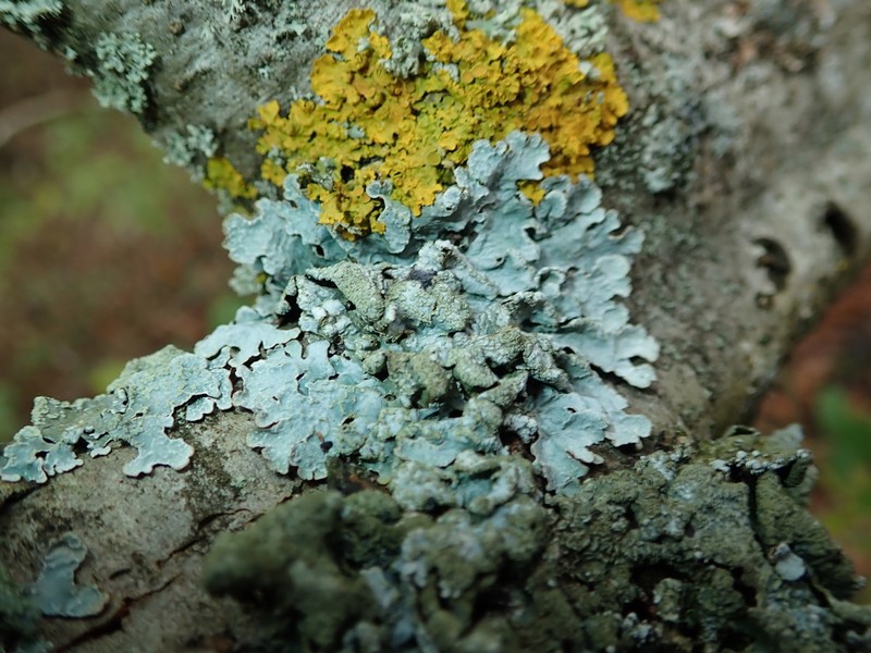 Shield Lichen photo 5
