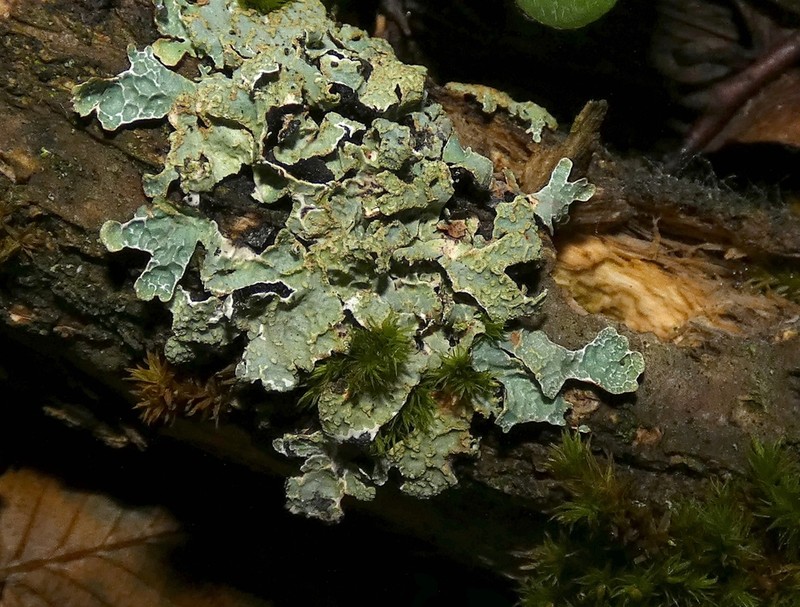 Shield Lichen photo 6