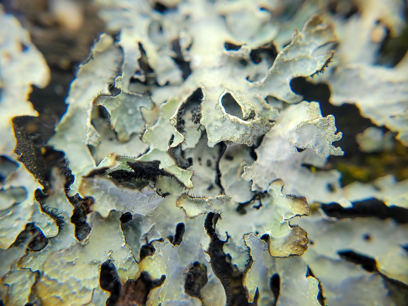 Shield Lichen photo 7