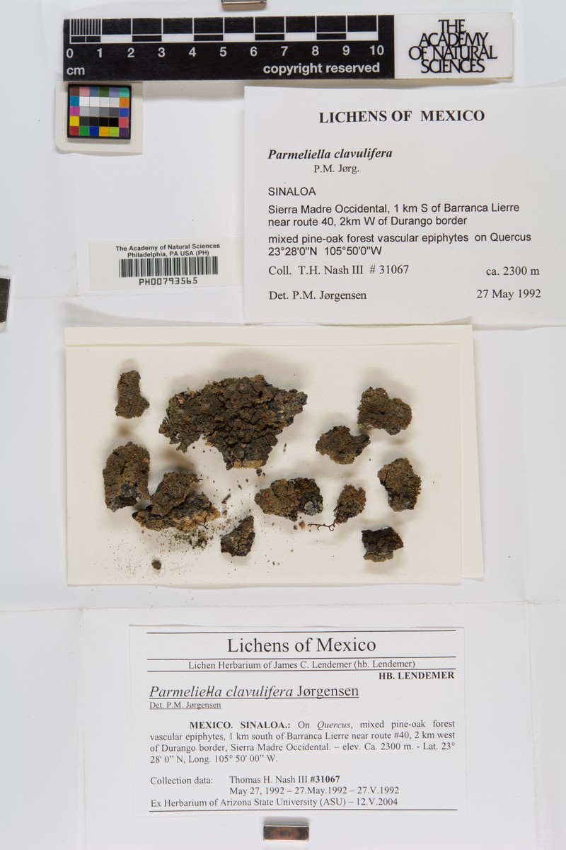 Coral Lead Lichen