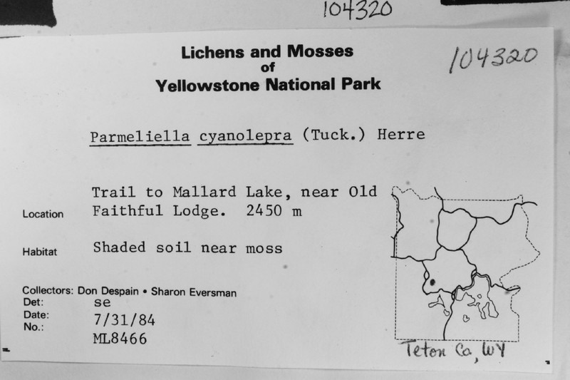 Lead Lichen