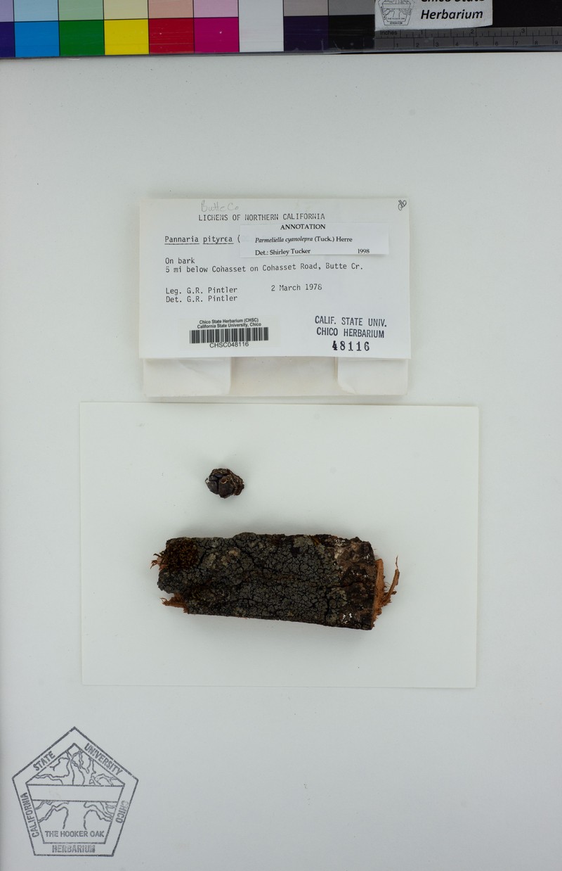 Lead Lichen photo 3
