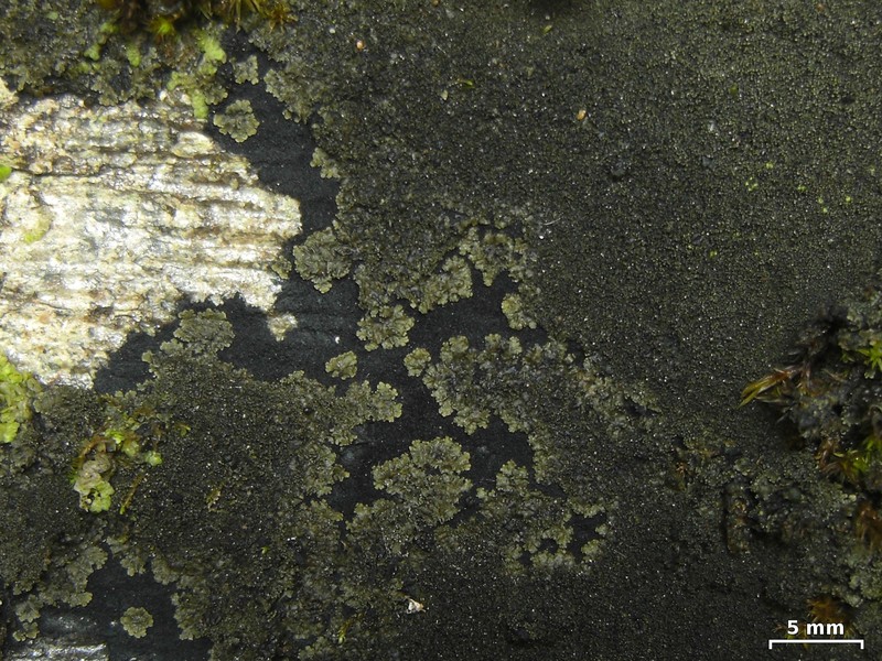 Lead Lichen