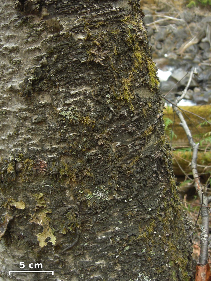 Lead Lichen photo 2