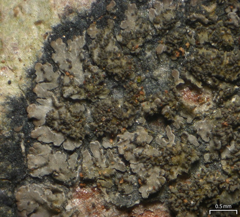 Lead Lichen photo 3