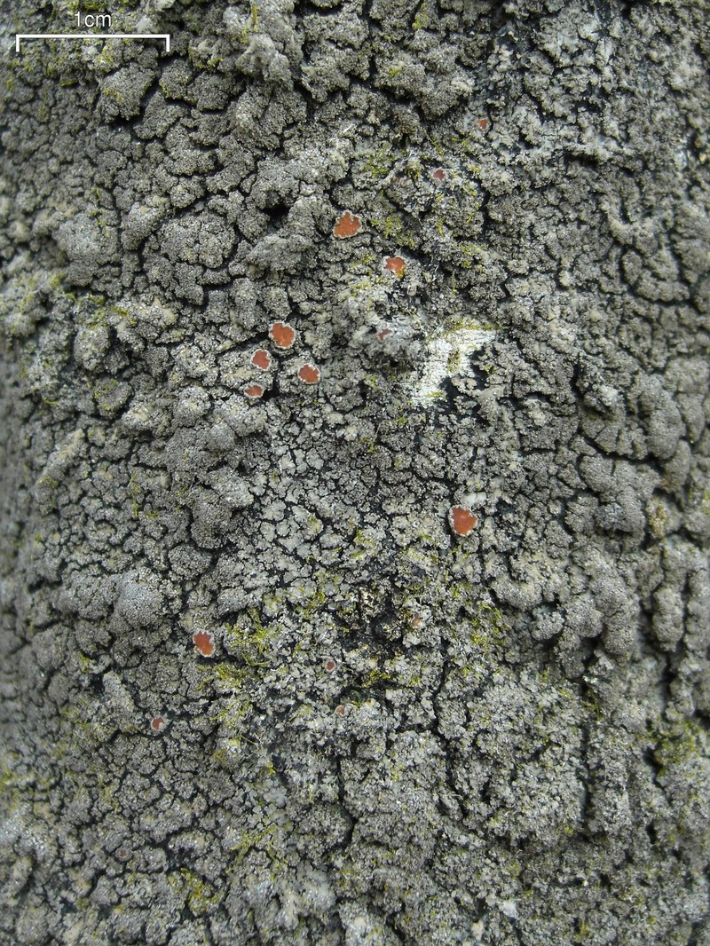 Lead Lichen photo 4