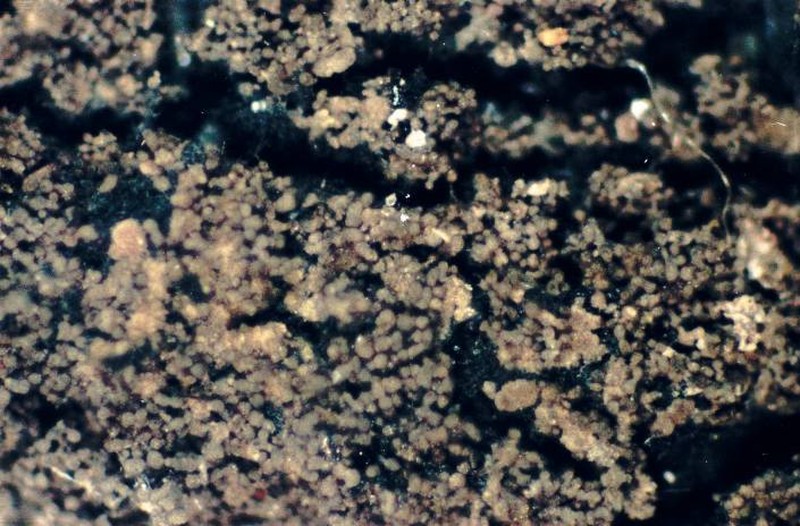Lead Lichen photo 5