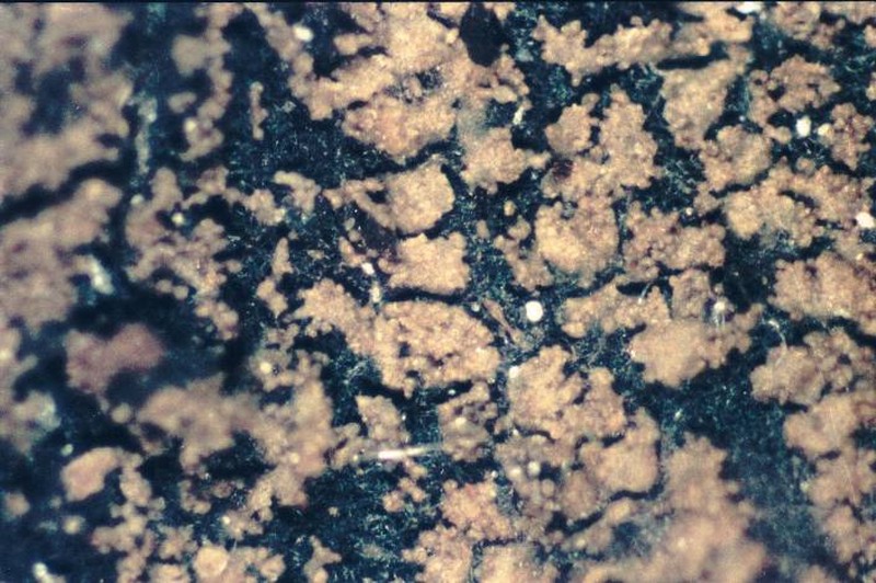 Lead Lichen photo 6