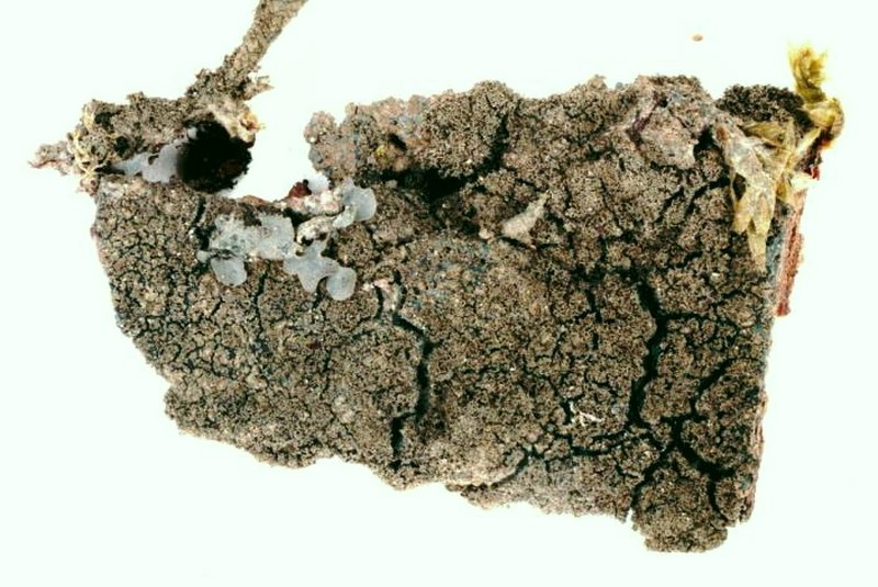 Lead Lichen photo 7