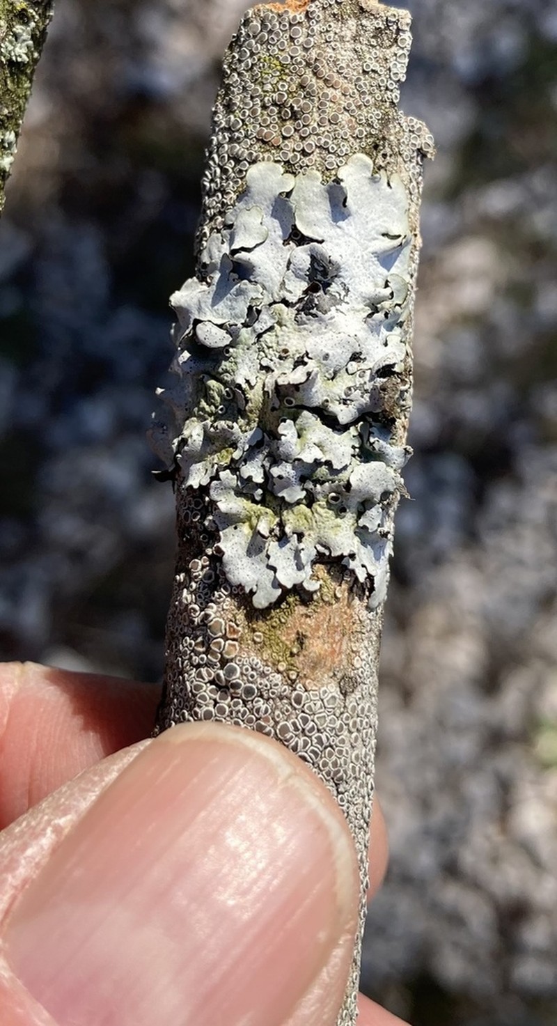 Parmelina photo 2