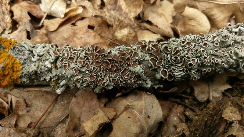 Parmelina photo 3