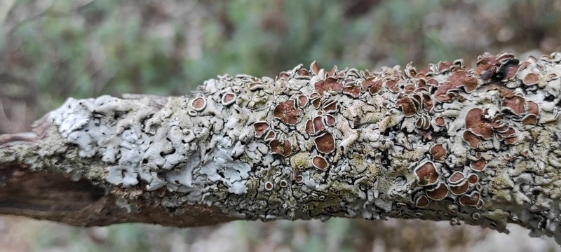 Parmelina photo 5