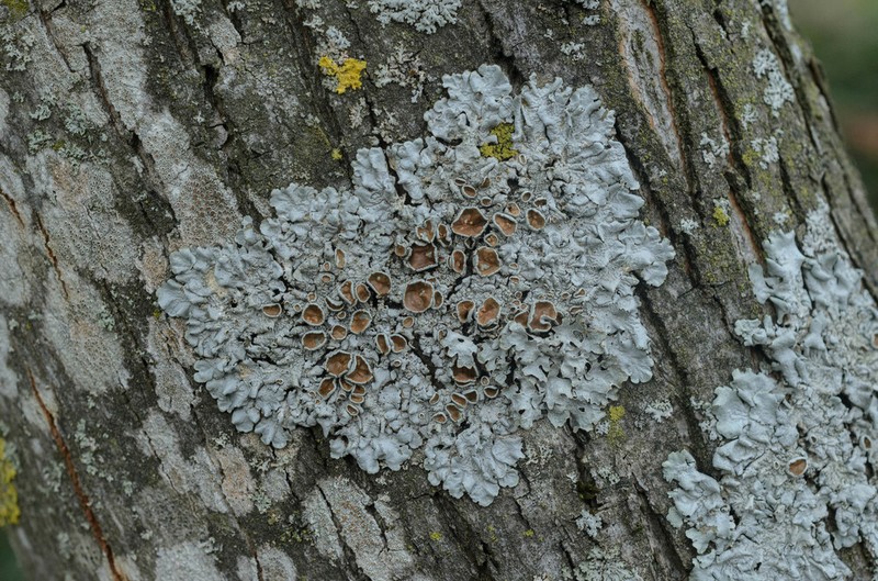 Parmelina photo 6