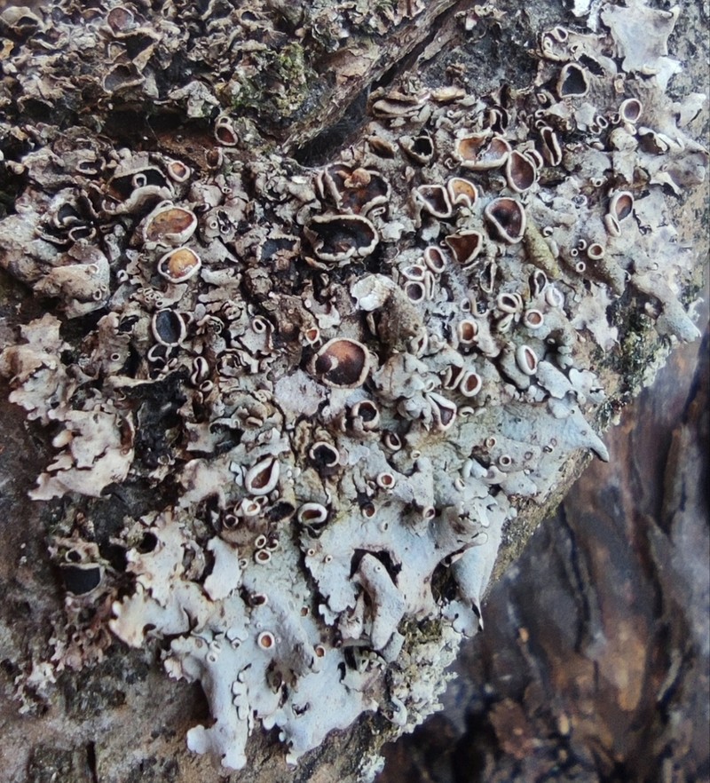 Parmelina photo 7